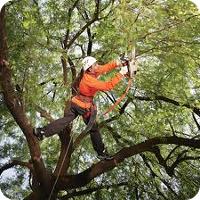 Tree Removal | Tree Services | Tree Lopping | Tree Felling